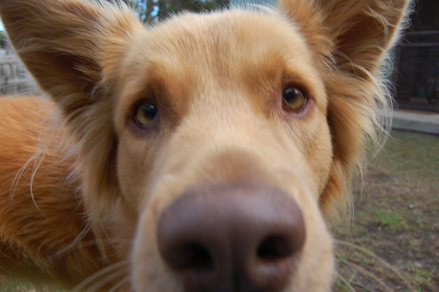 Weekends away with furry friends on the Surf Coast